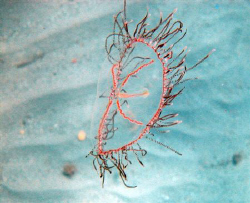 Rare Jellyfish Olindas sp.
Nikon Coolpix 5000+ Sea&Sea h... by Alberto Romeo 